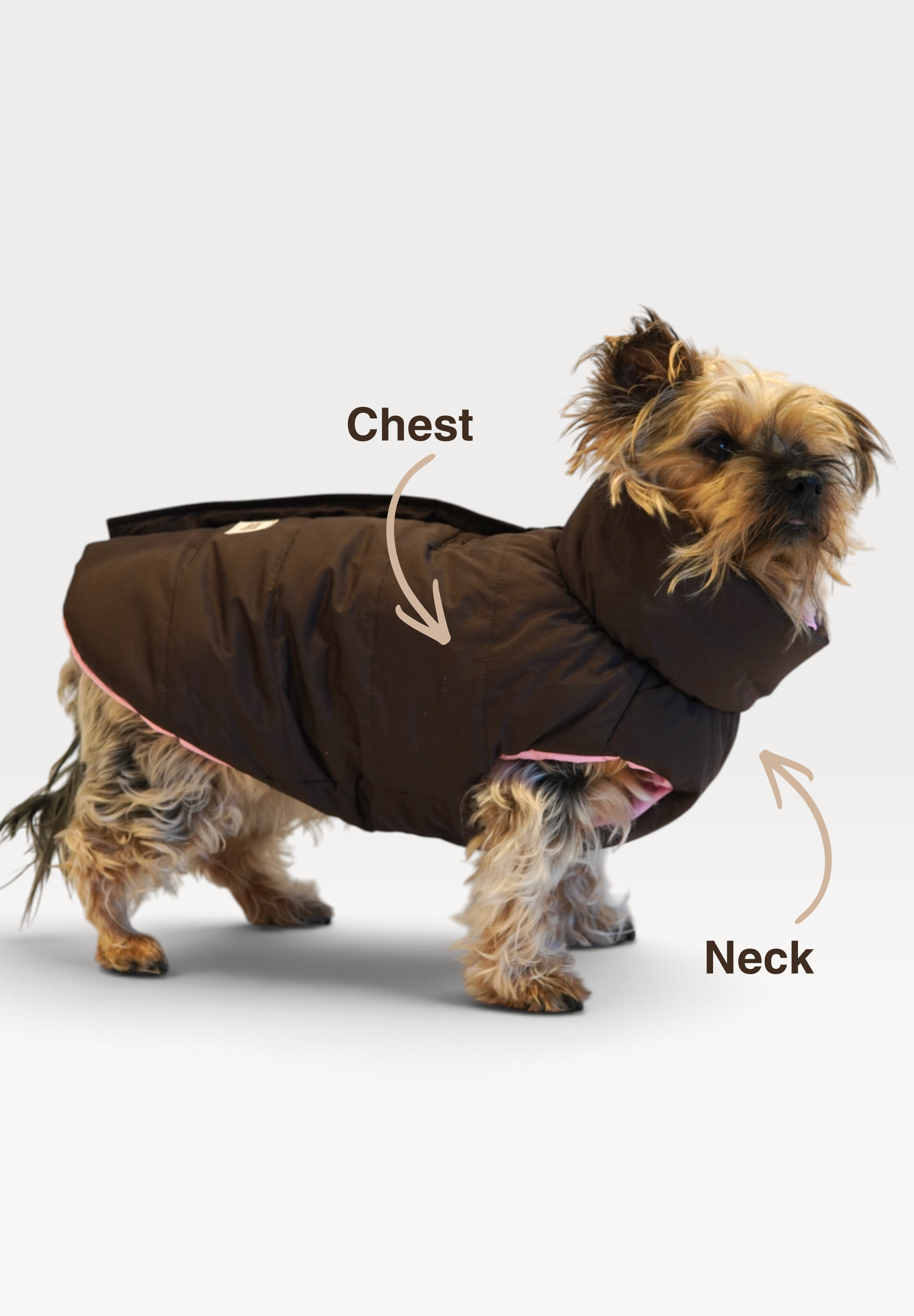 Chest-2.png