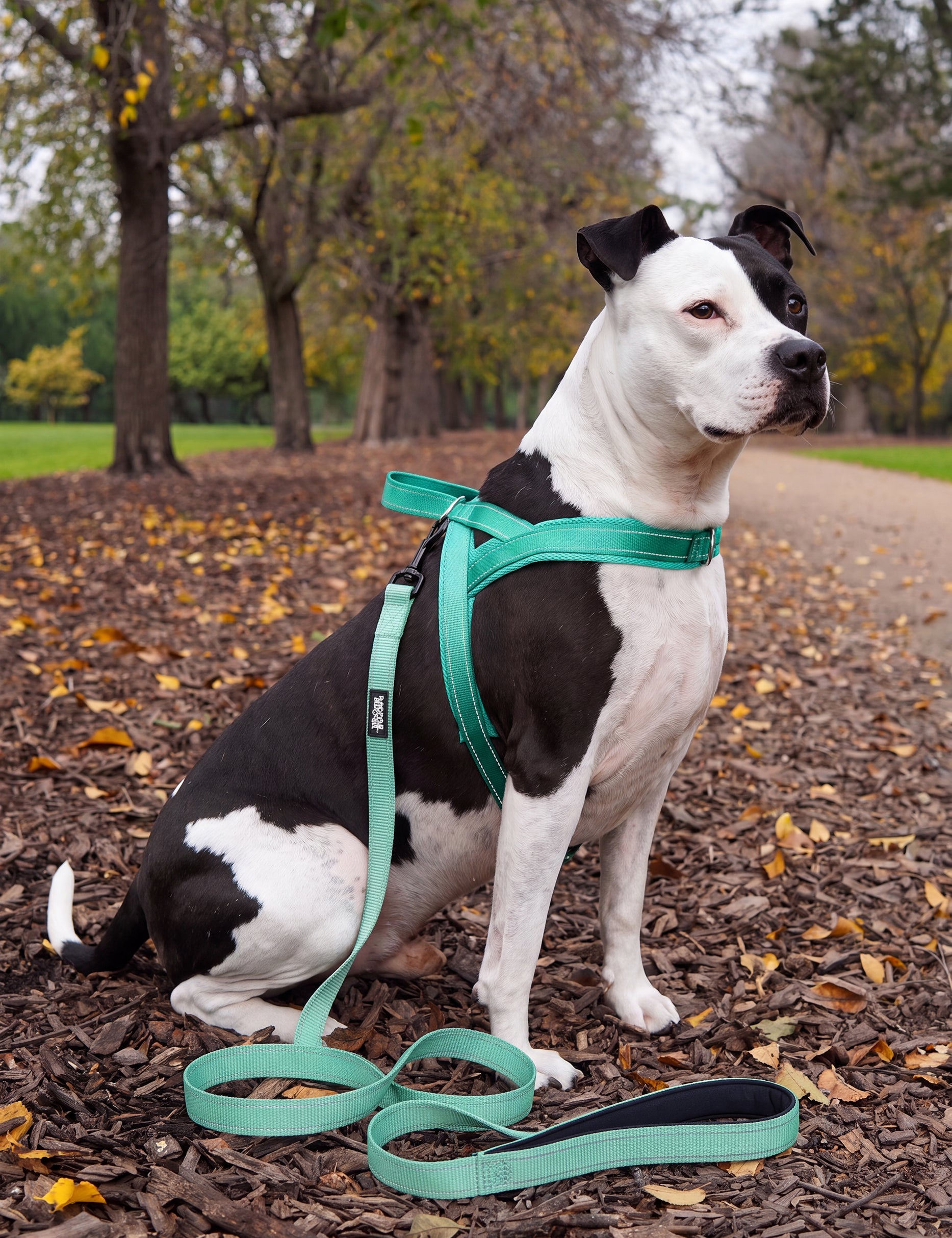 Harness-Turquoise_American-X-Staffy_Lifestyle-Image_3x4_2500px_BDE.webp