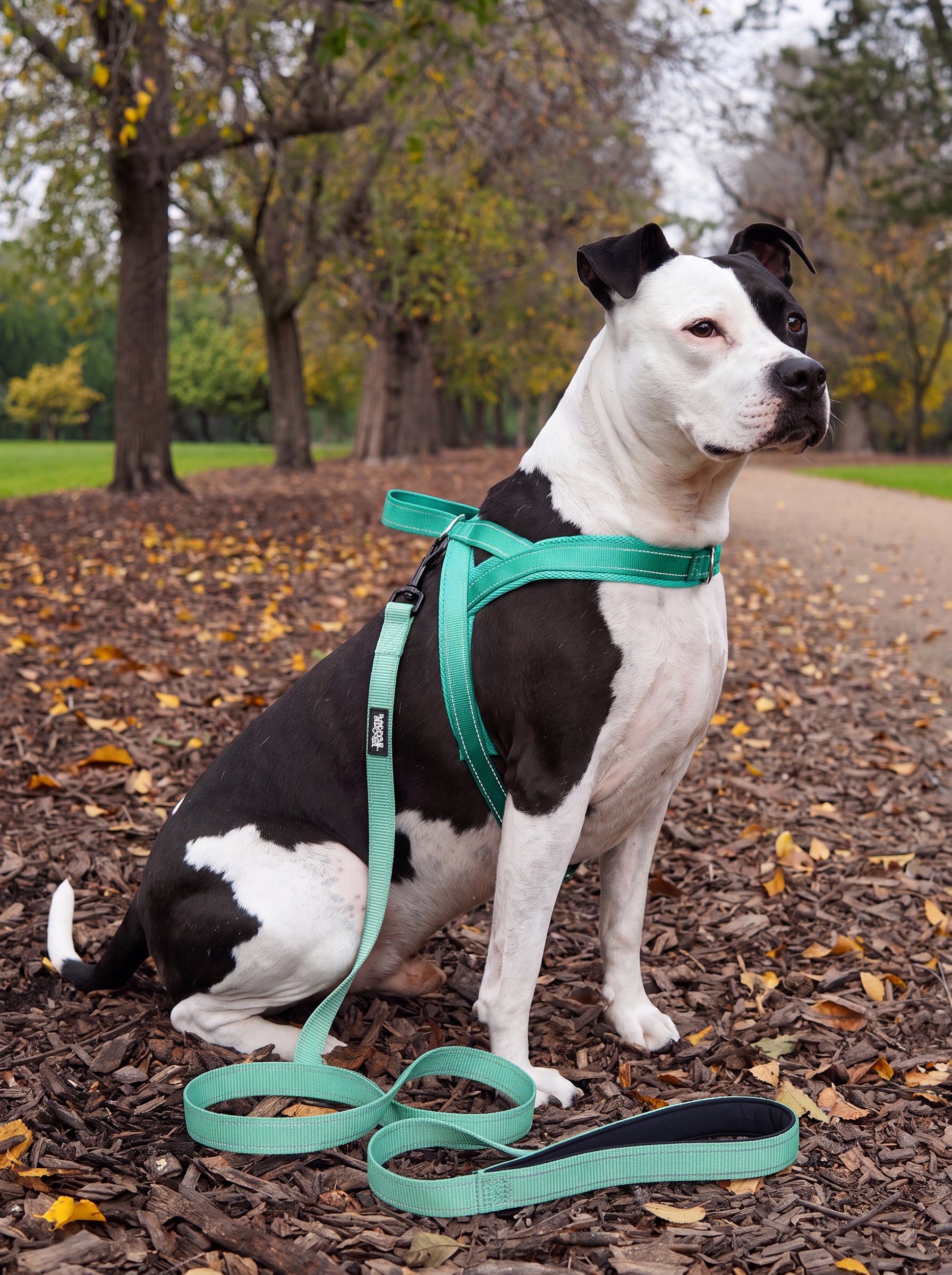 Harness-Turquoise_American-X-Staffy_Lifestyle-Image_3x4_2500px_BDE.webp