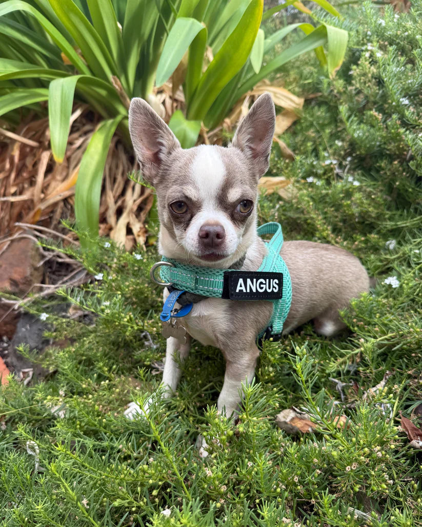 Turquoise_Harness_Customer-Dog-Angus_BDE.webp
