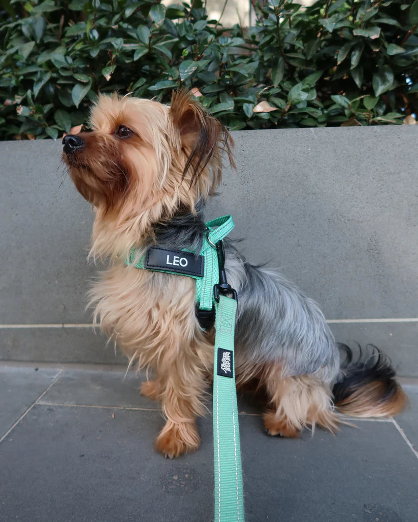 Turquoise_Harness_Customer-Dog-Leo_BDE.webp