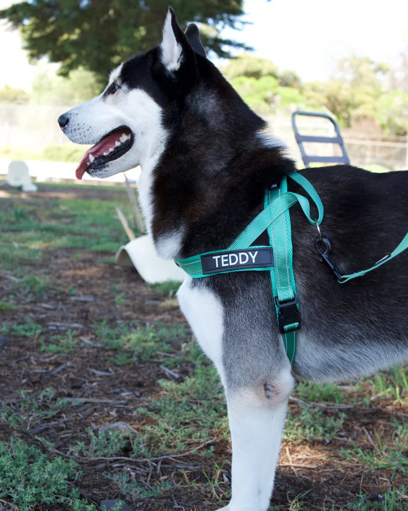 Turquoise_Harness_Customer-Dog-Teddy_BDE.webp