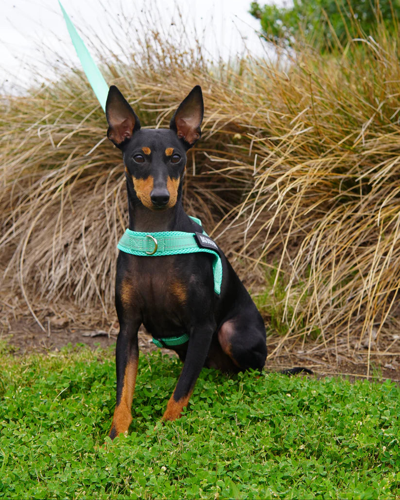 Turquoise_Harness_Customer-Dog-Toy-Terrier_BDE.webp