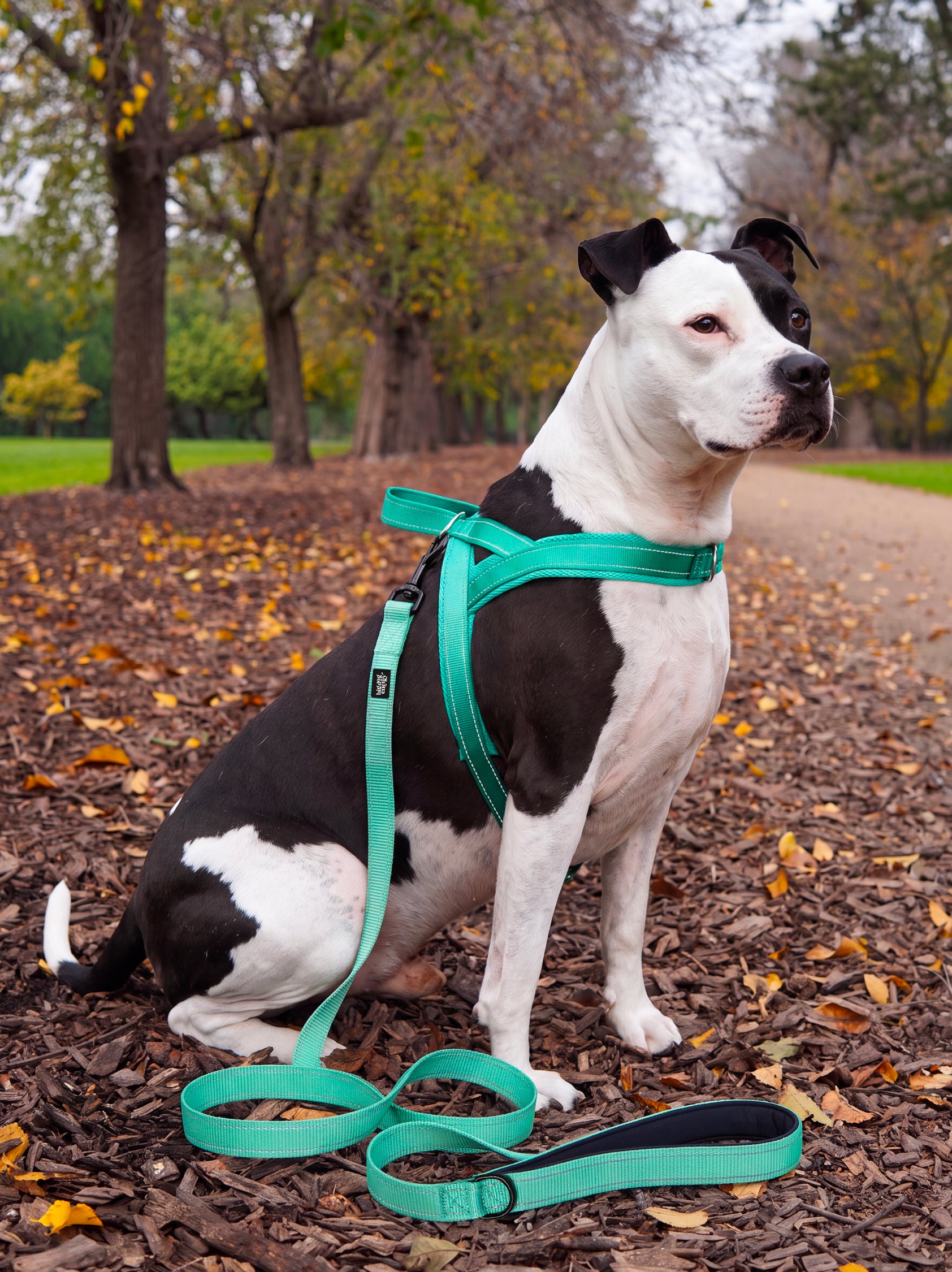 Dog Walking Sets