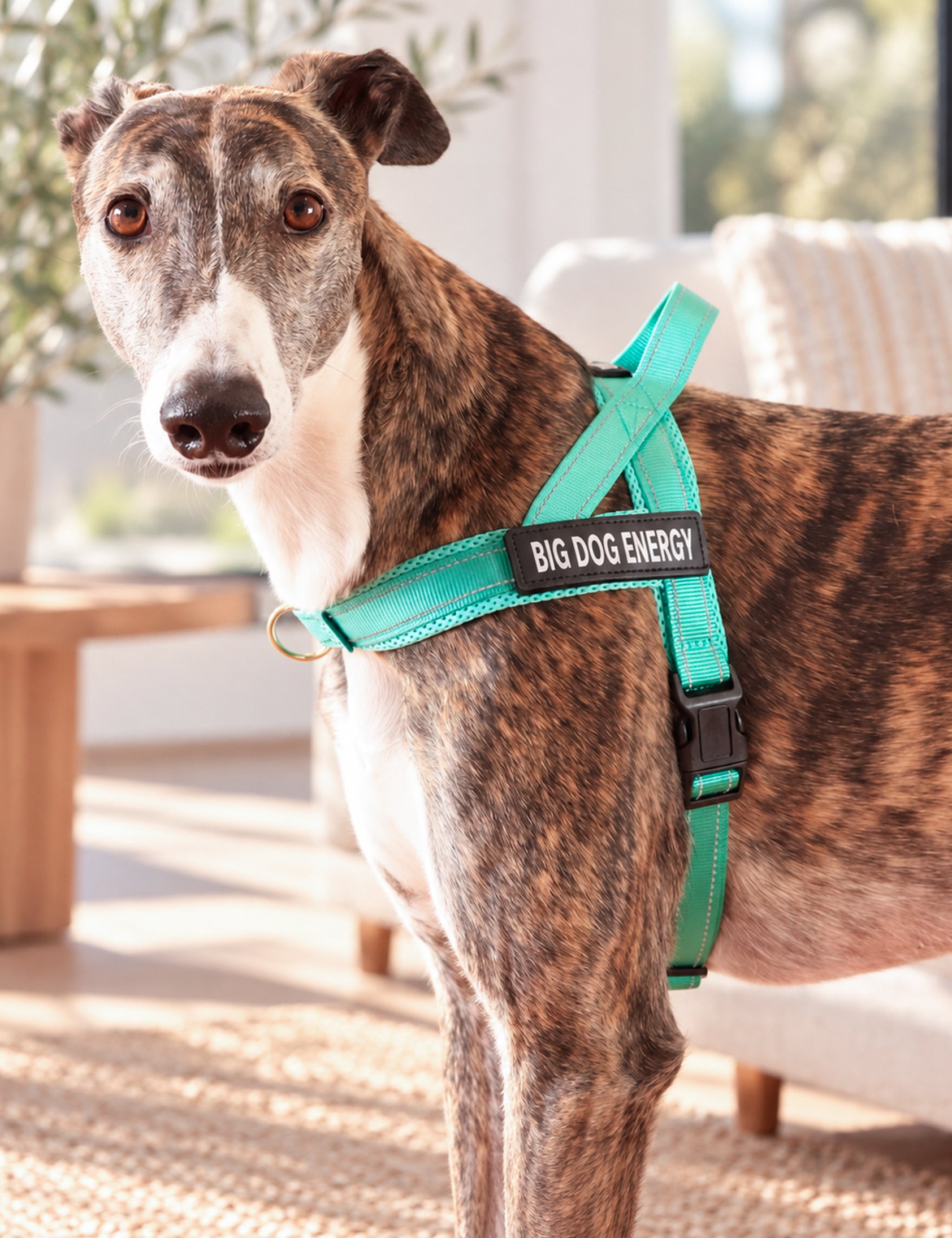 Turquoise_Harness_Lifestyle-Image-05_3x4_0px_BDE.jpg