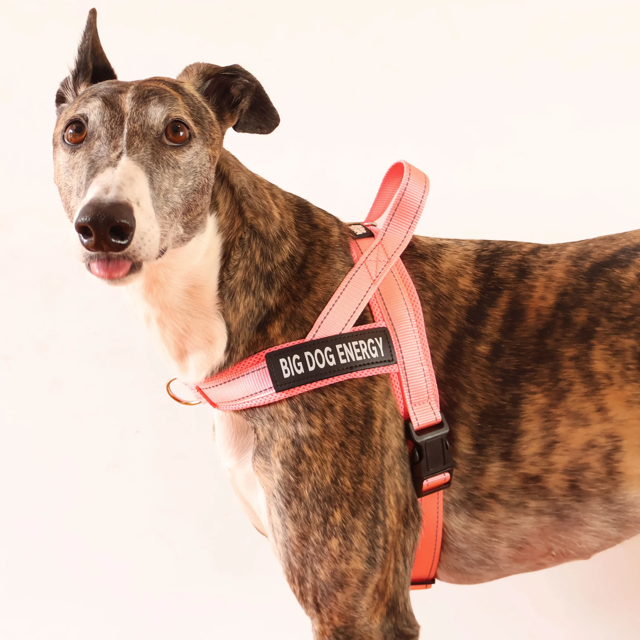 Hound-Tees